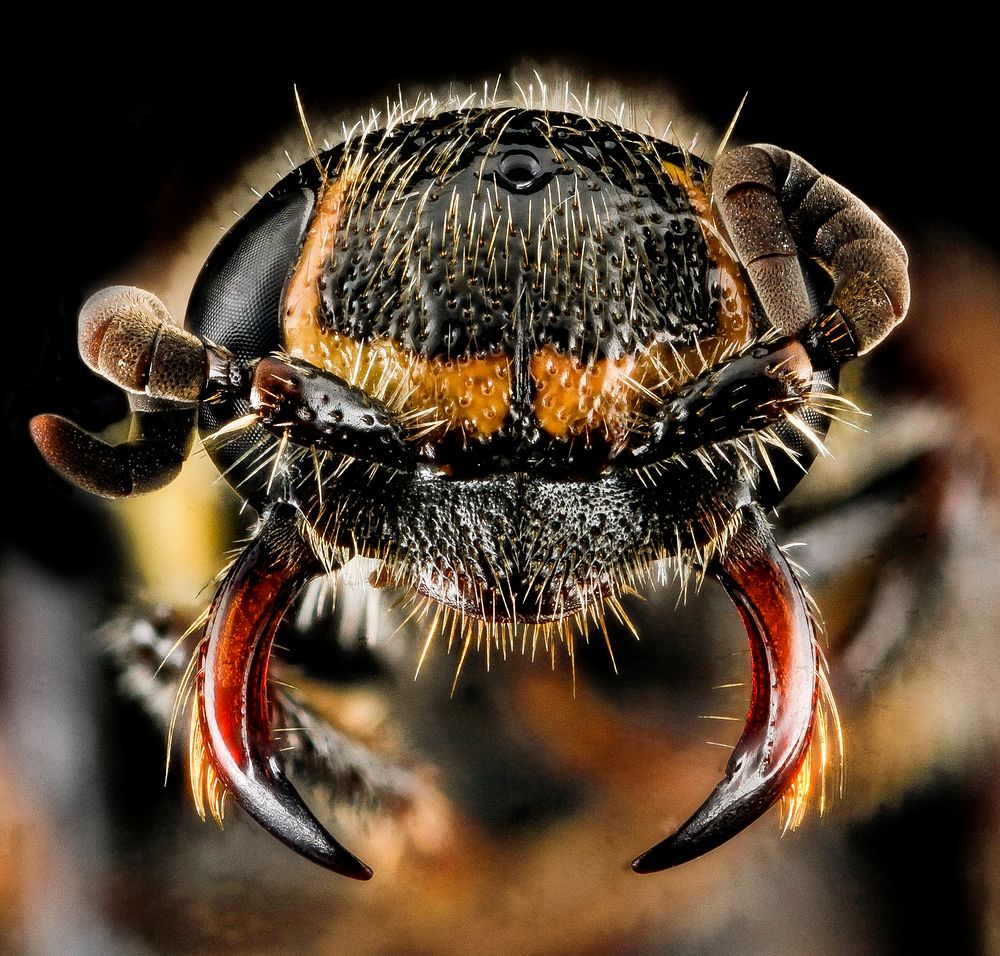 Myzinum maculatum, F, face, MD, Queen Anne, Chino Farms