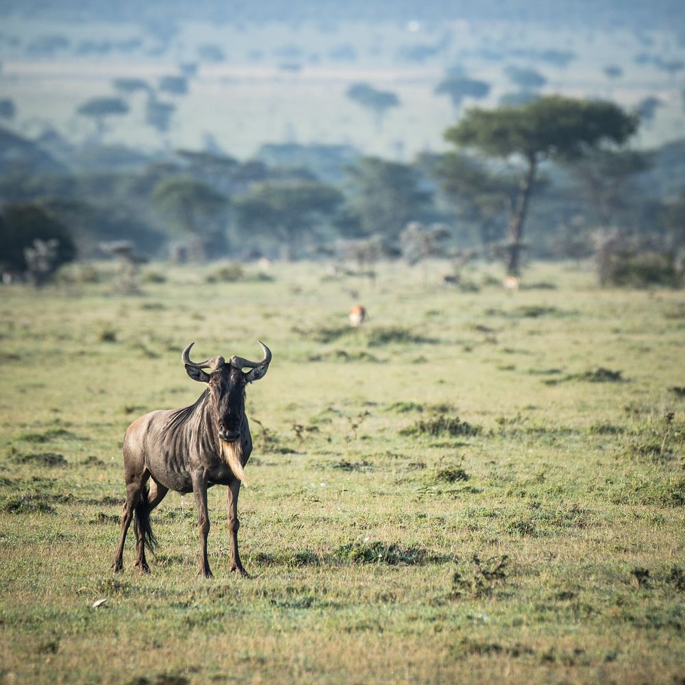 A lone Wildebeest stands on the grassland savannah of the Ol Kinyei Conservancy in Kenya's Maasai Mara