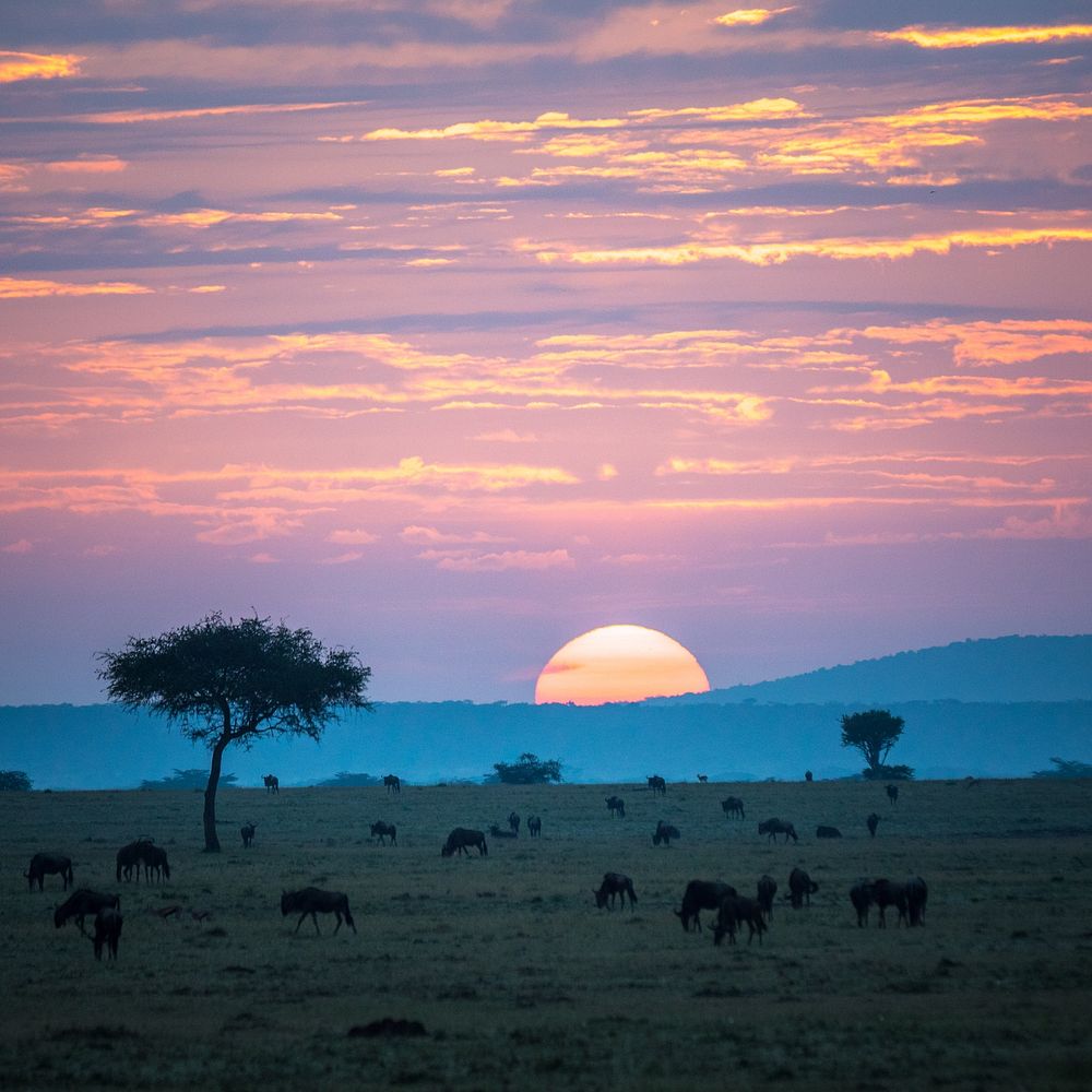 Wildebeest graze on the grassland savannah as the sun rises over the Ol Kinyei Conservancy in Kenya's Maasai Mara