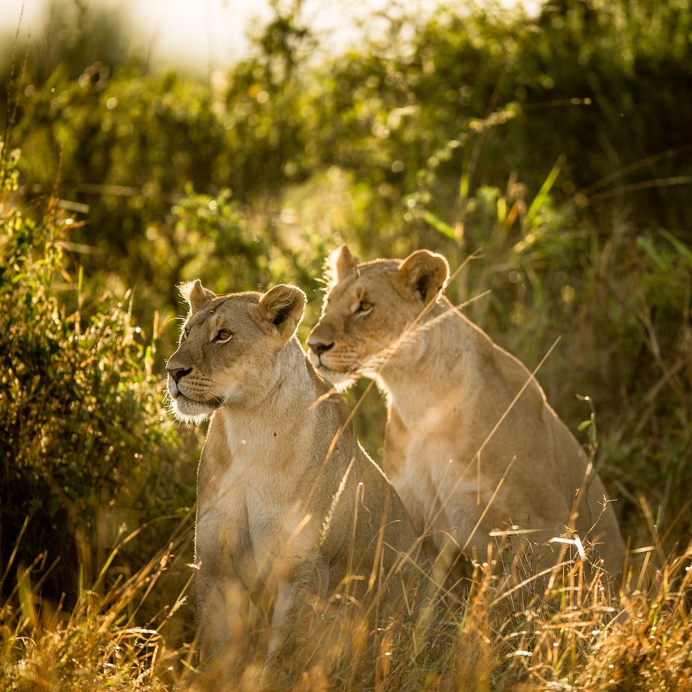 Two lionesses from the Marsh Pride sit among grass just after sunrise in the Mara Triangle, part of Kenya's wider Masai Mara…