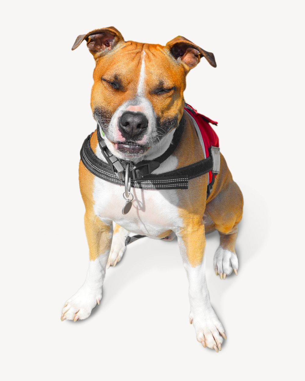 Staffordshire Bull Terrier dog, pet animal image