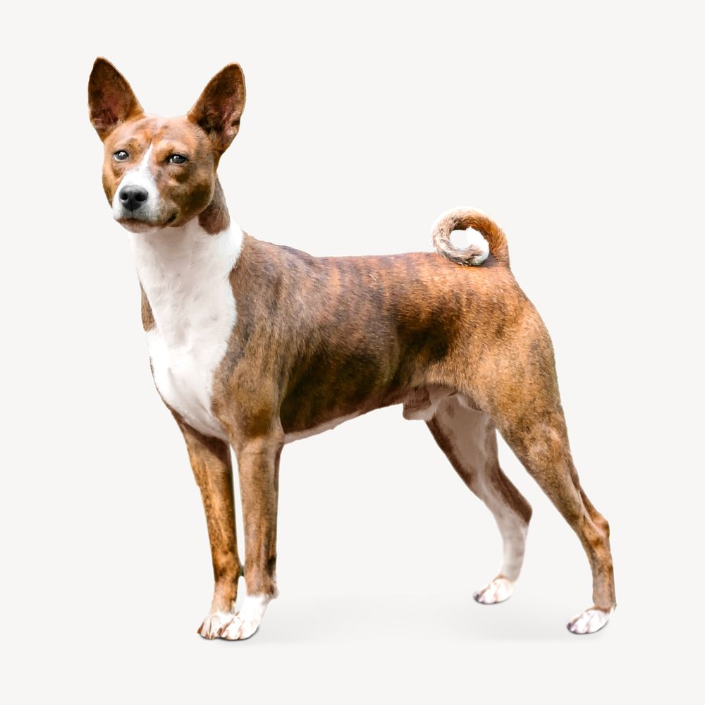 Basenji Congo Terrier dog, pet animal image