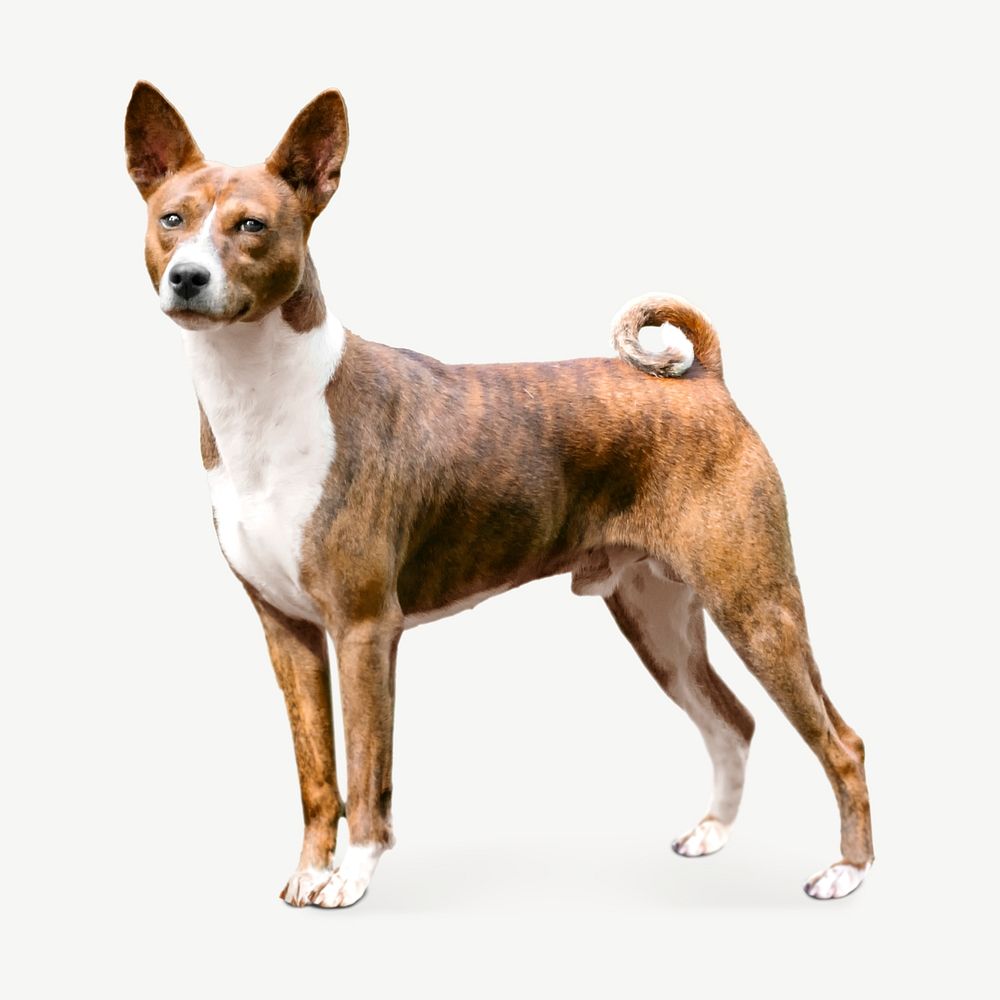Basenji Congo Terrier dog, pet animal collage element psd