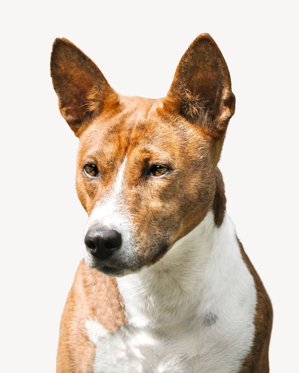 Basenji Congo Terrier dog, pet animal image
