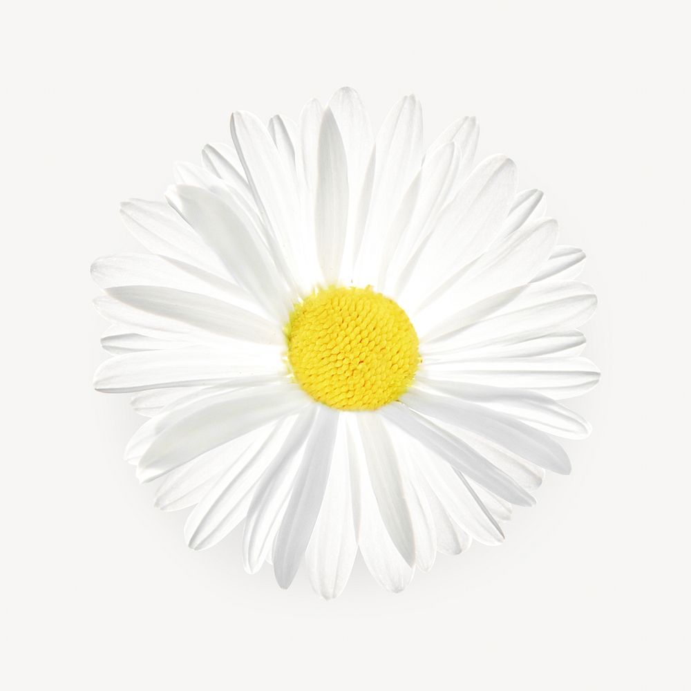 White daisy flower, isolated botanical image