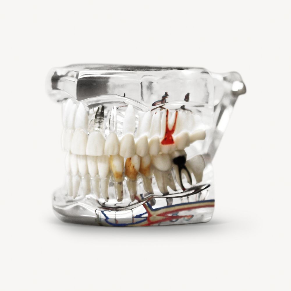 Teeth model, isolated object on white