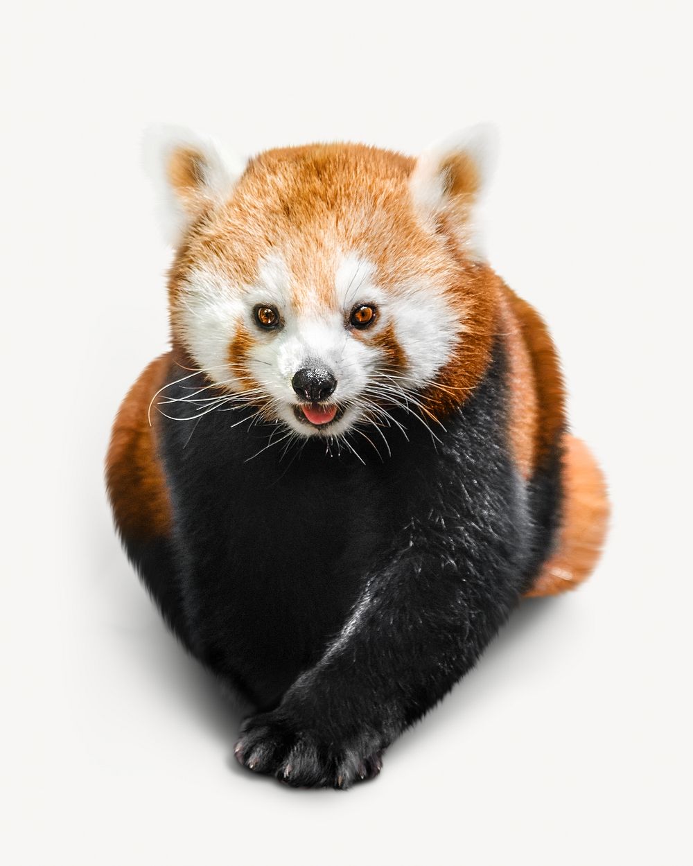 Red panda image on white | Free Photo - rawpixel