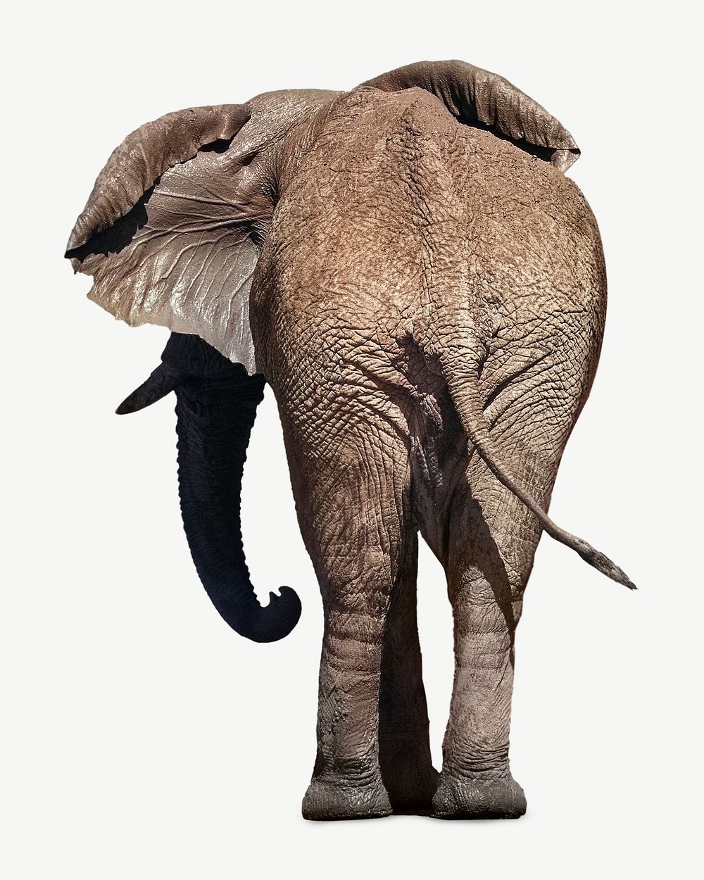 Wild elephant psd isolated design