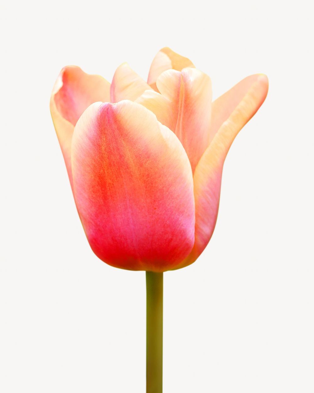 Pink summer tulip  isolated image on white