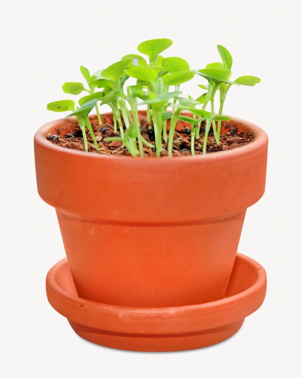 Potted garden plant isolated object on white