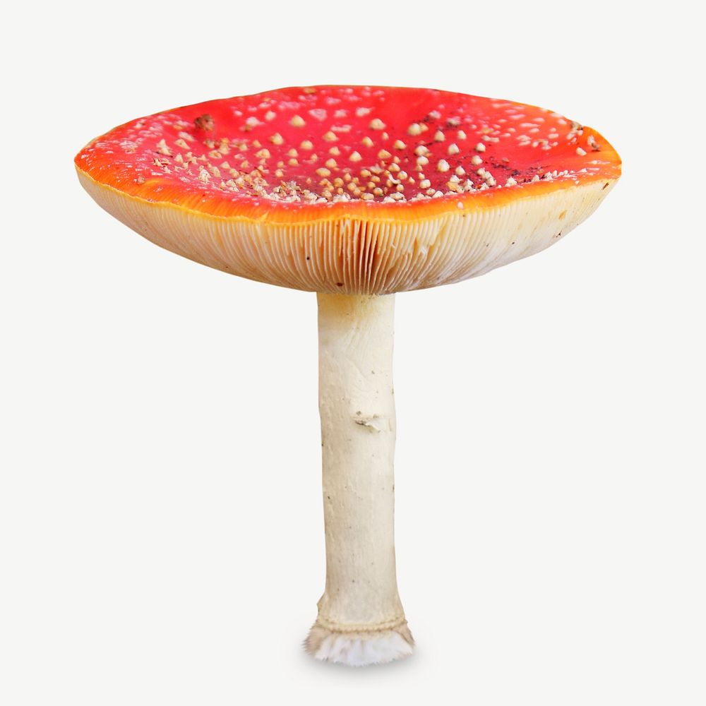 Poisonous mushroom red hat psd