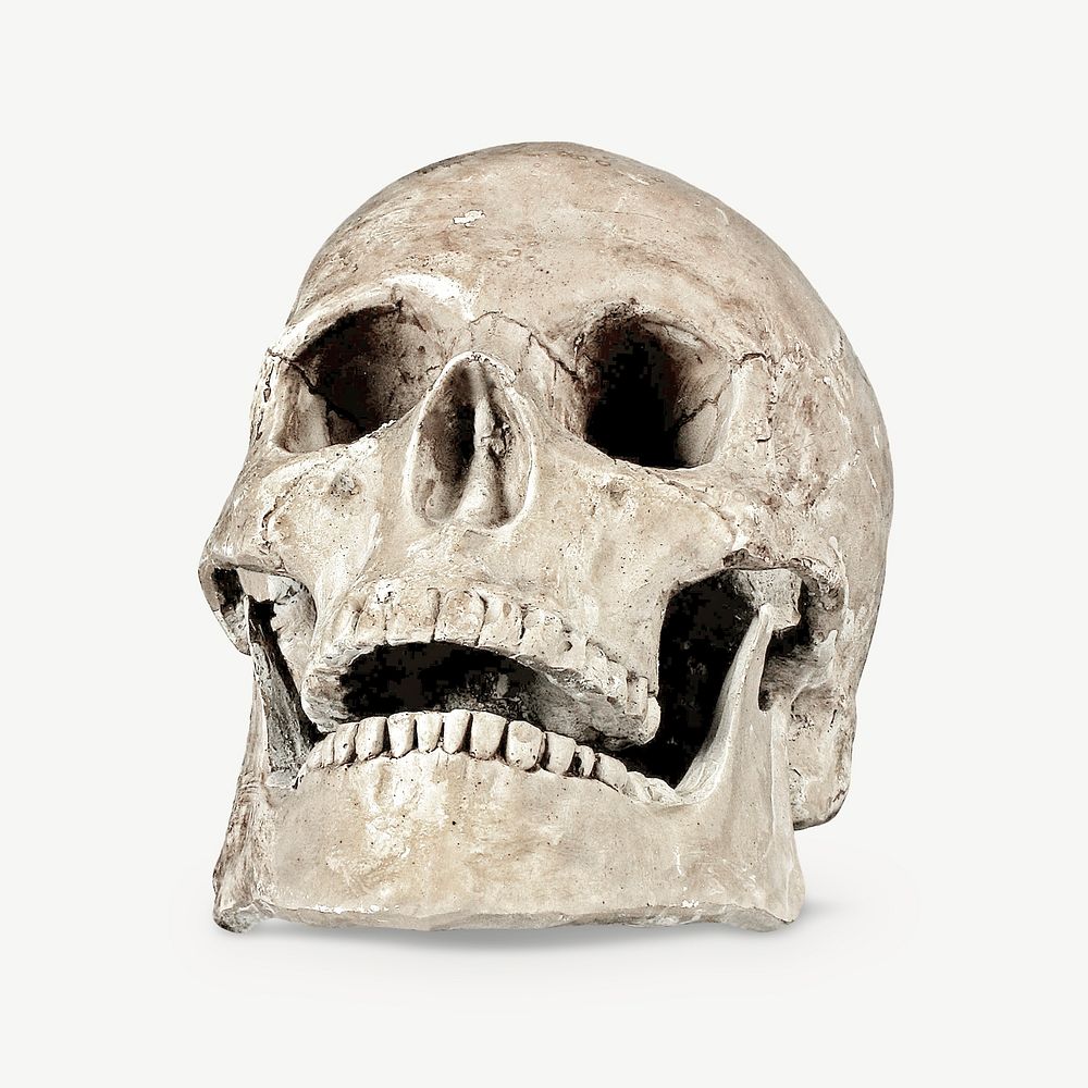 Human skull isolated object psd
