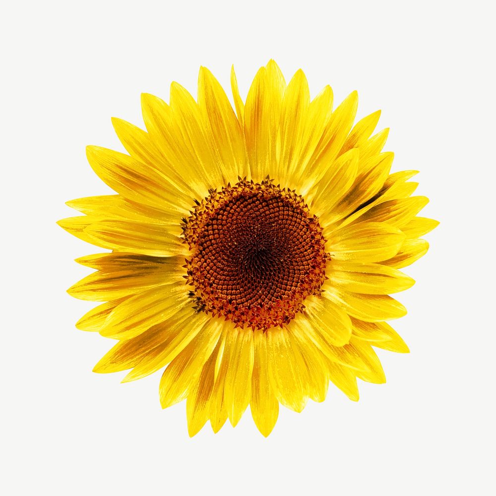 Sunflower blooming psd | Premium PSD - rawpixel