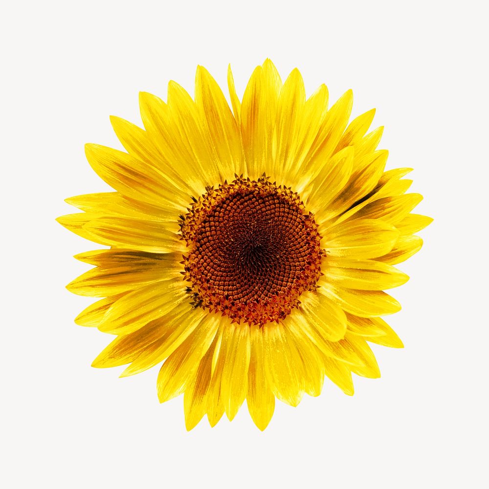 Sunflower, yellow blooming flower image