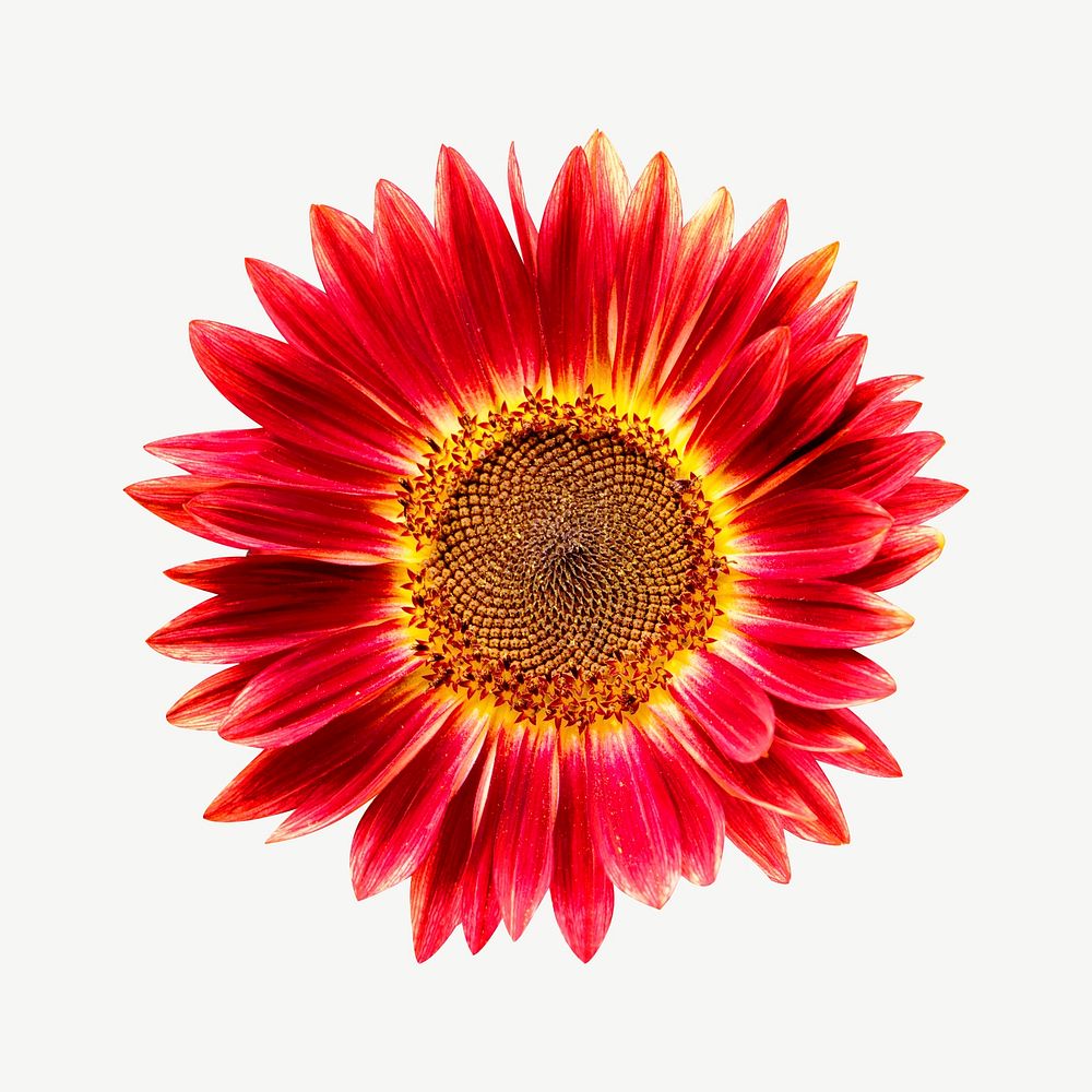 Red sunflower psd
