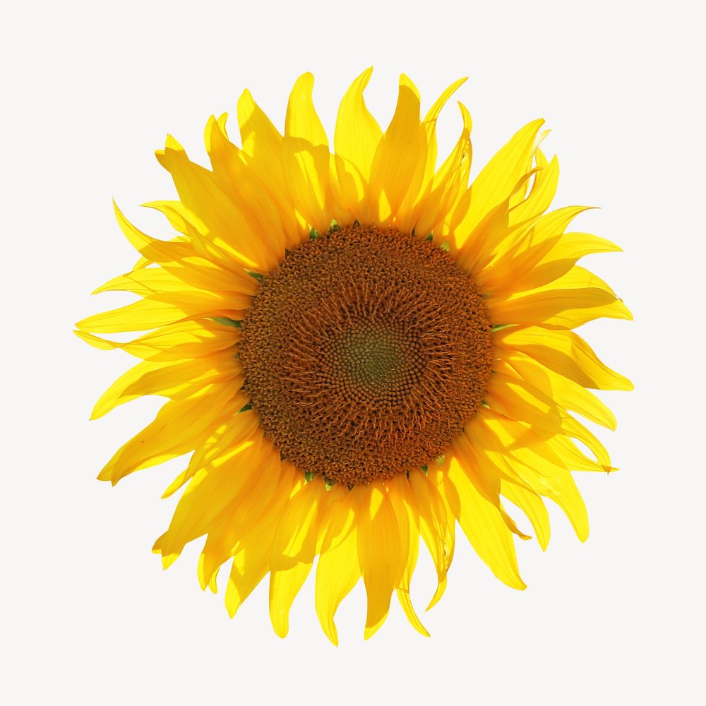 Summer yellow sunflower  isolated image on white
