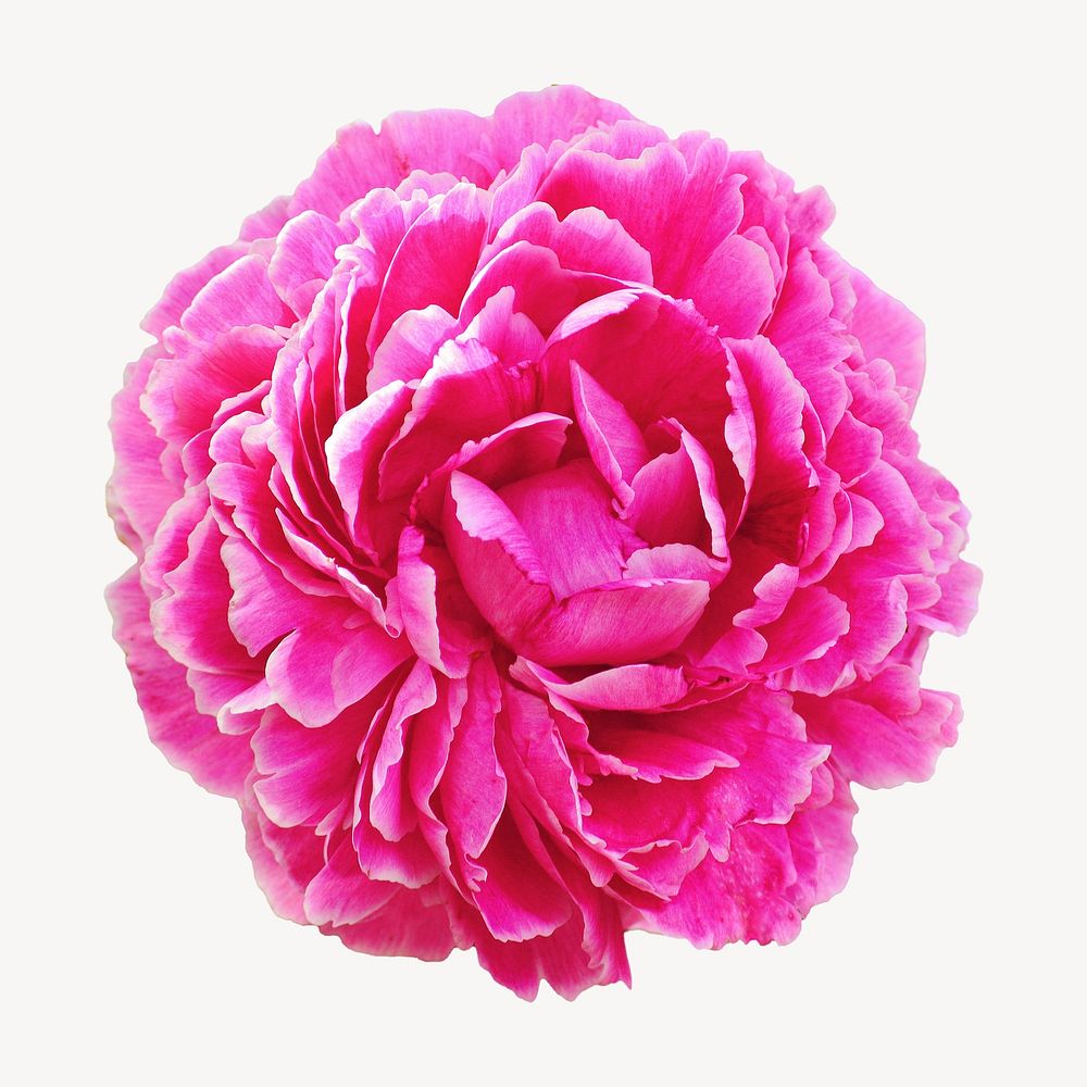 Pink peony flower, isolated botanical image