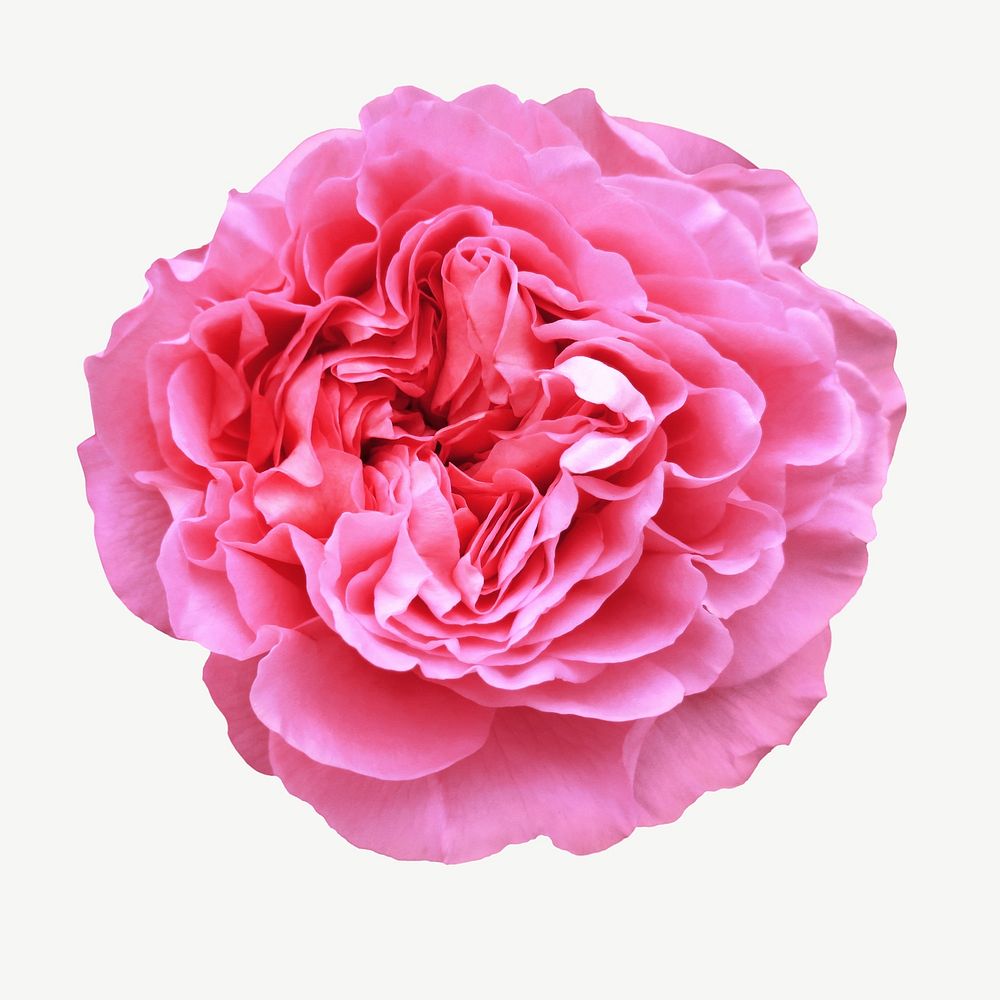 Pink peony flower collage element psd