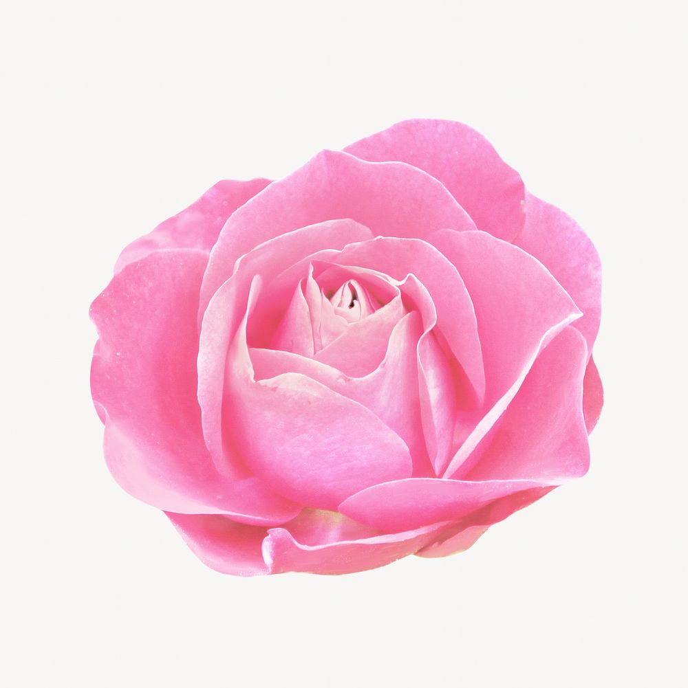 Pink rose romantic isolated image on white