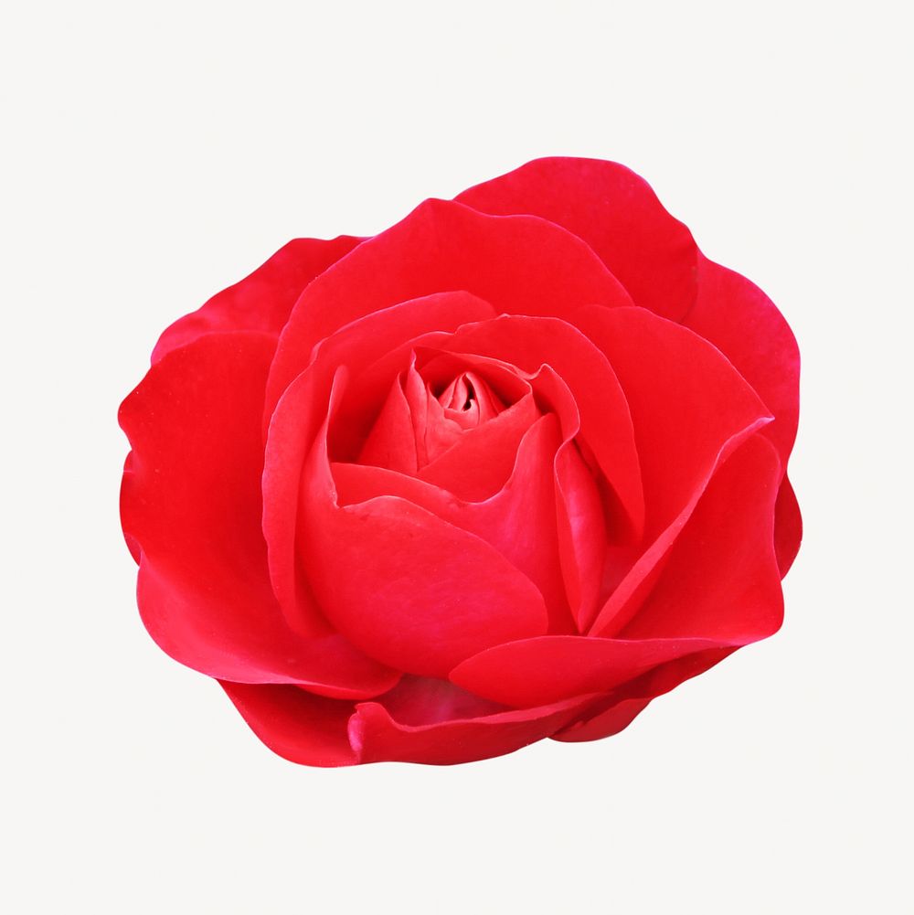 Passion red rose isolated image on white