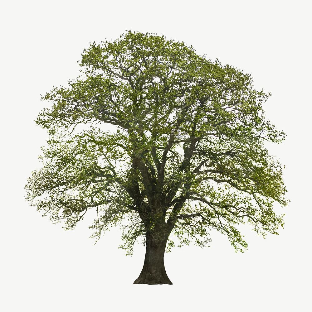 Oak tree isolated object psd
