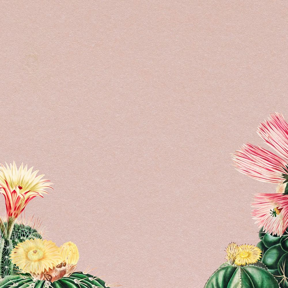 Cactus illustrations, pink background design