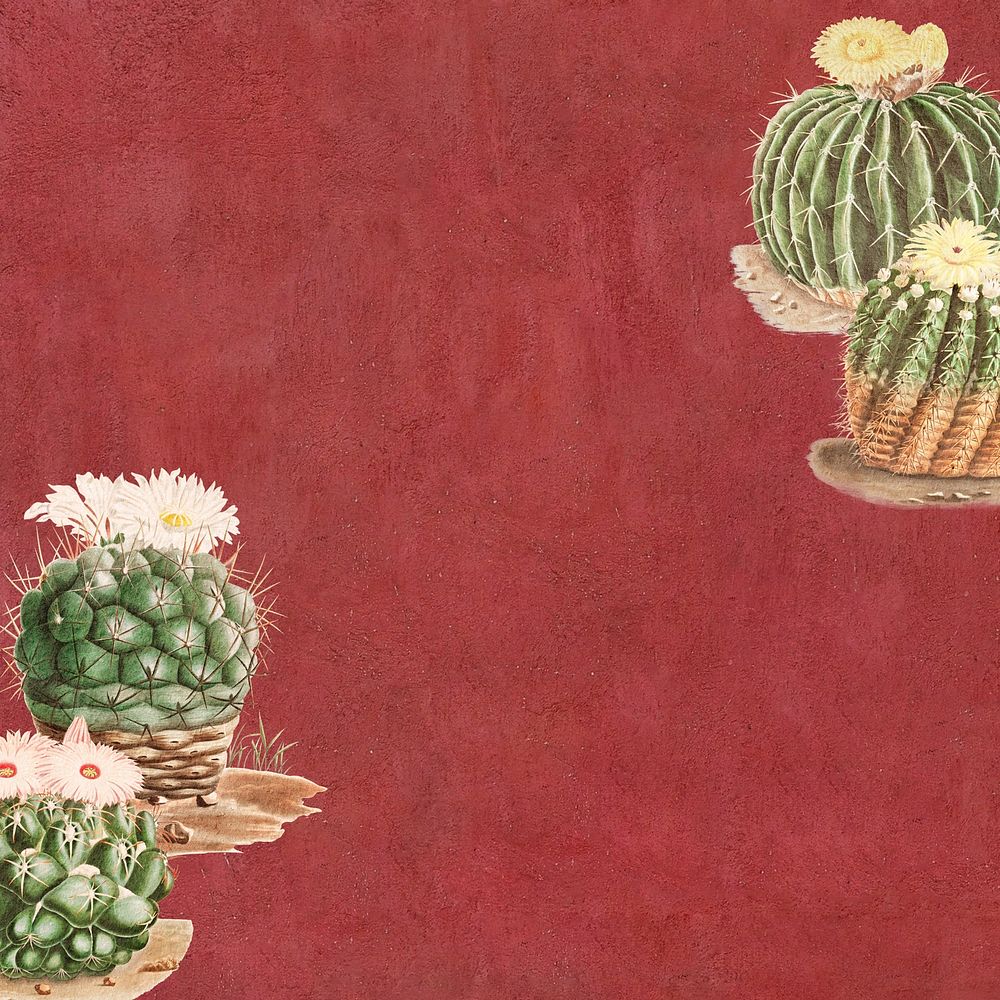 Red cactus illustration background design