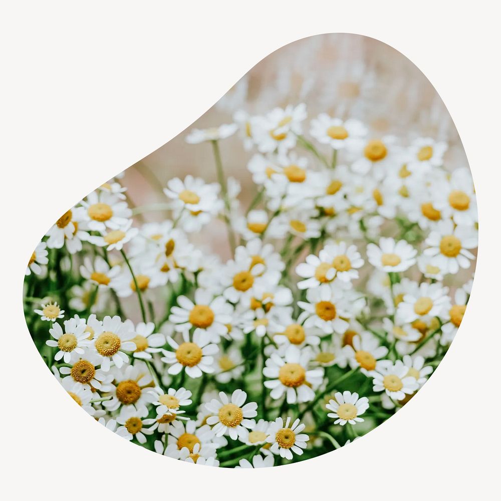 Chamomile flowers badge isolated on white background