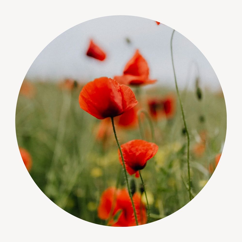 Poppy flowers circle badge isolated on white background