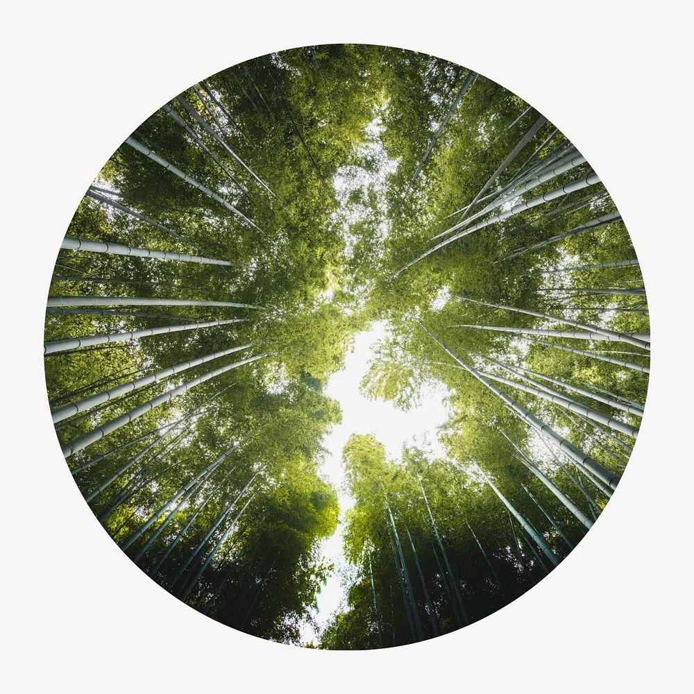 Bamboo forest circle badge isolated on white background