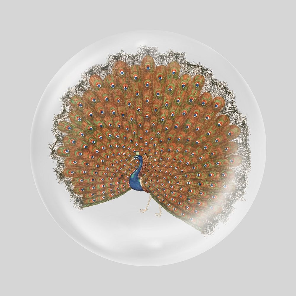 Japanese peacock in bubble. Remixed by rawpixel.