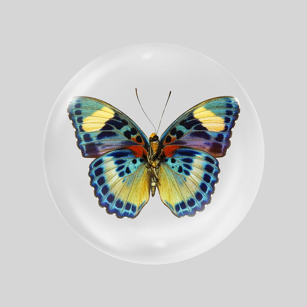 African butterfly in bubble. Remixed by rawpixel.
