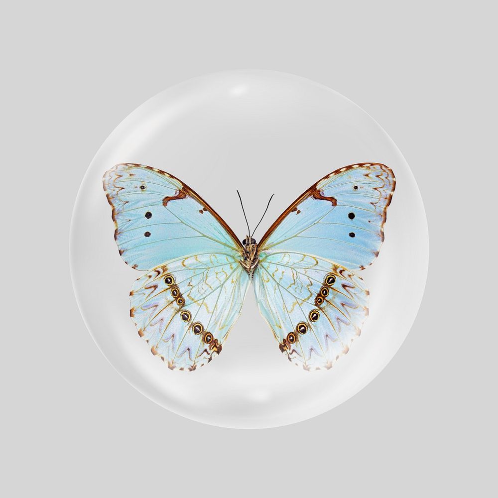 Blue butterfly in bubble. Remixed by rawpixel.
