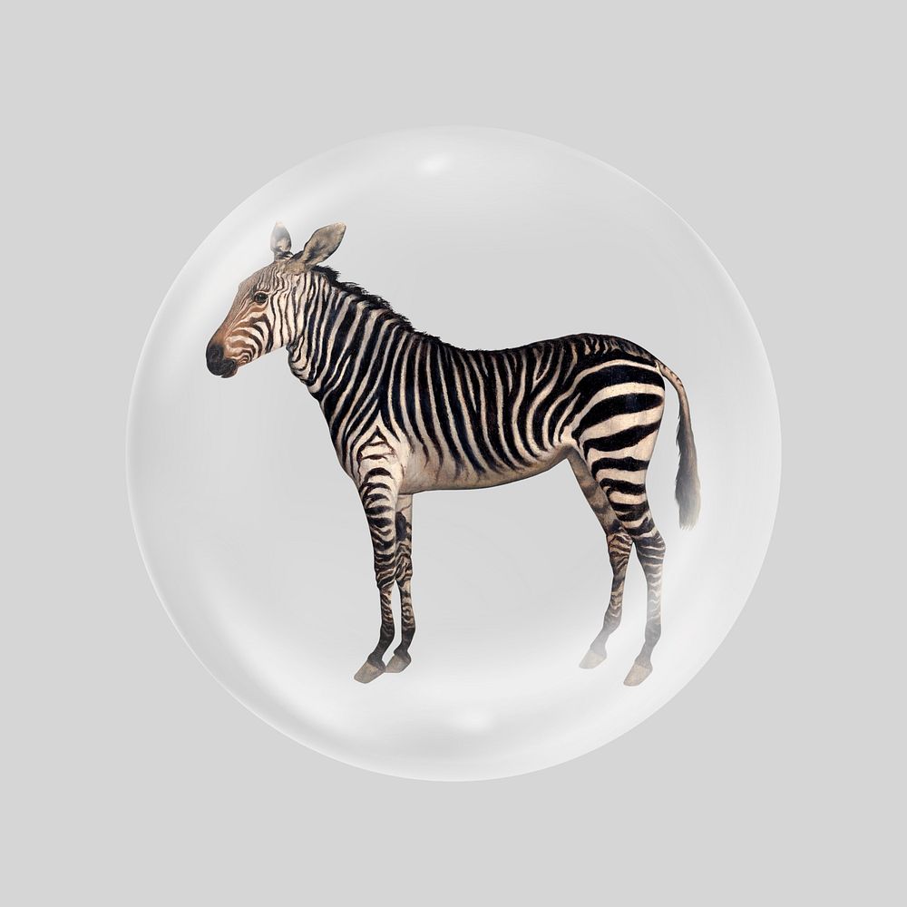Zebra in bubble, vintage animal illustration. Remixed by rawpixel.