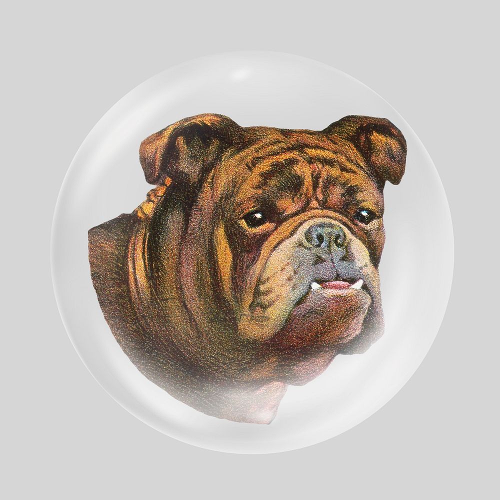 Old english bulldog in bubble. Remixed by rawpixel.