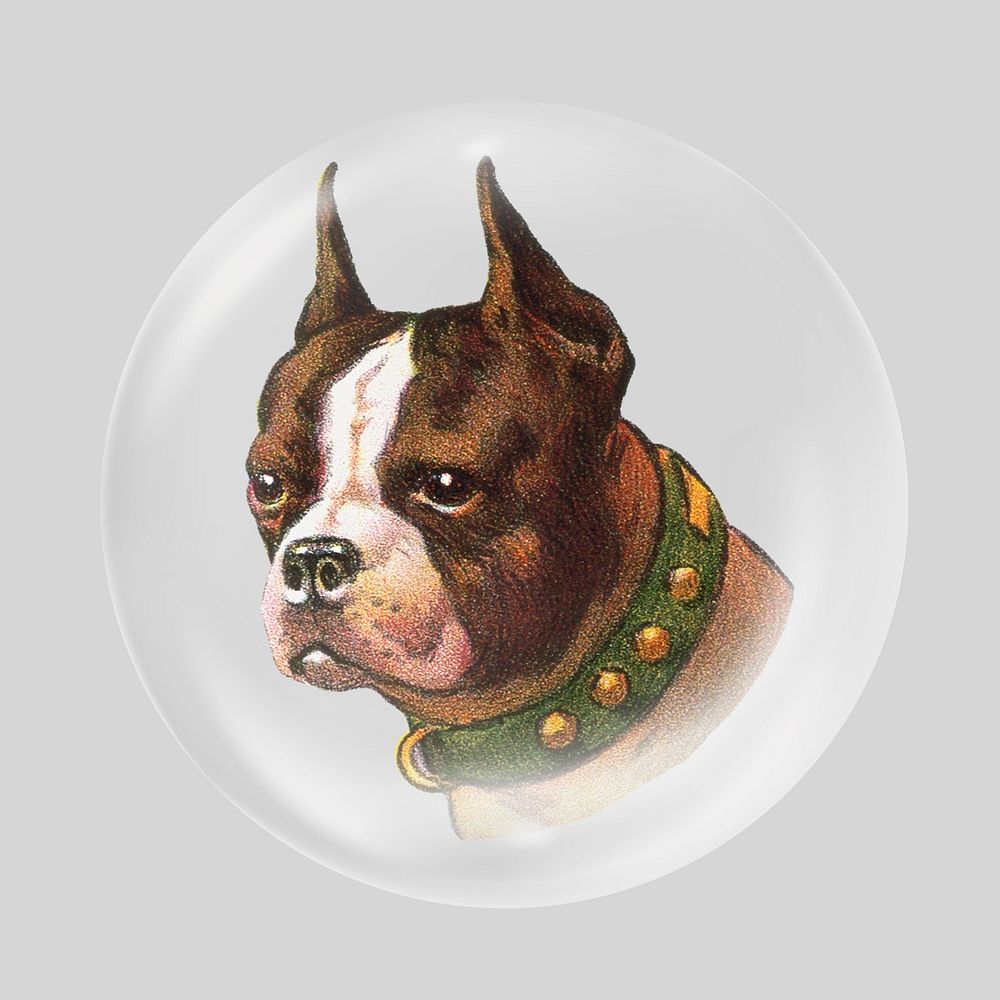Boston terrier dog in bubble. Remixed by rawpixel.