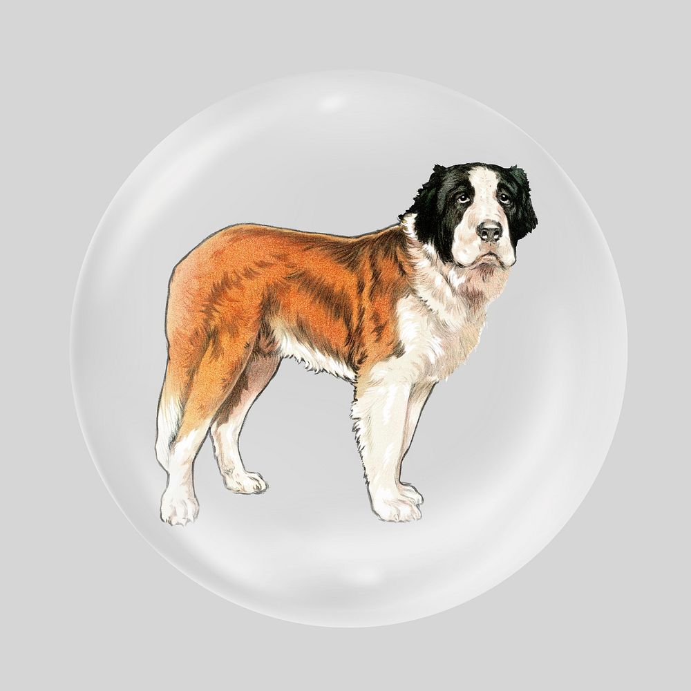 Saint bernard dog in bubble. Remixed by rawpixel.