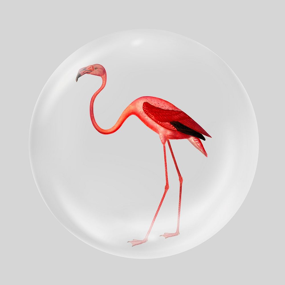 Pink flamingo in bubble, cute animal illustration