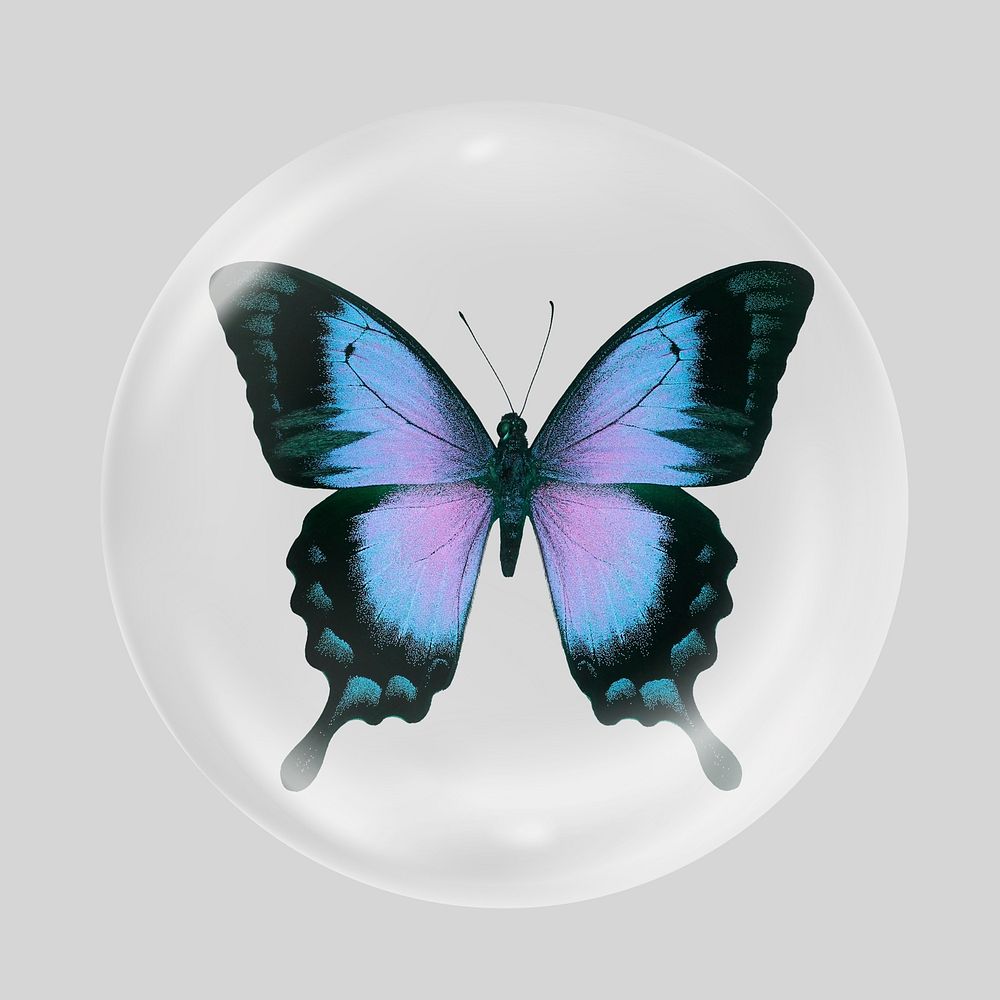 Ulysses butterfly in bubble, aesthetic insect illustration