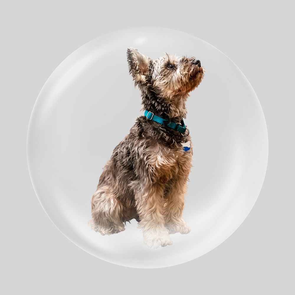 Schnauzer dog bubble, animal clipart