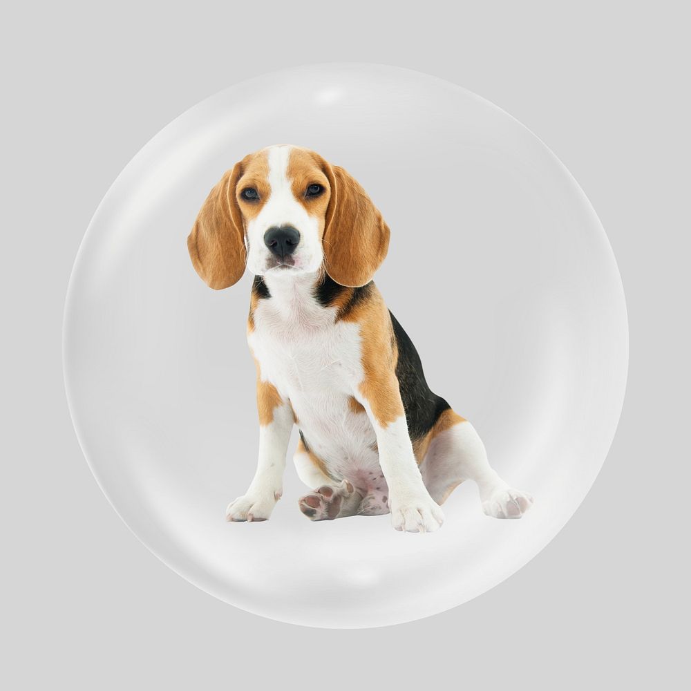 Beagle dog bubble, animal clipart