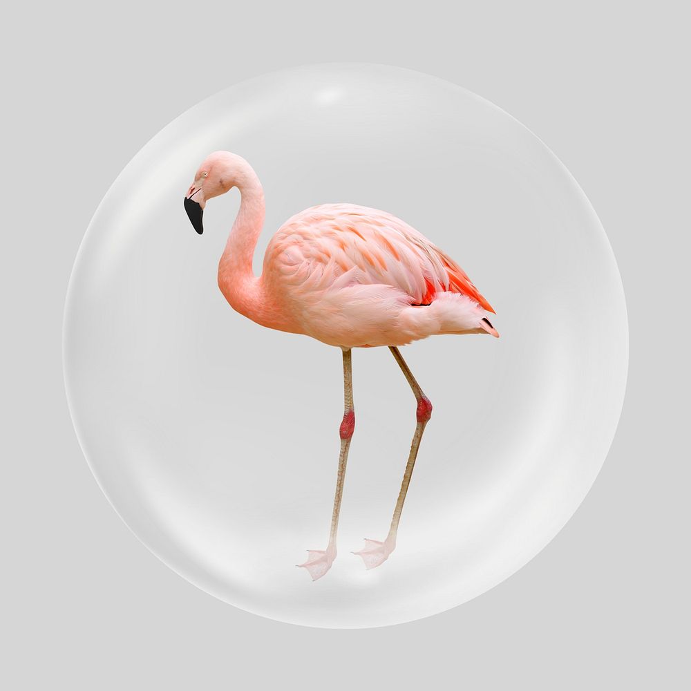 Pink flamingo bubble element, bird clipart