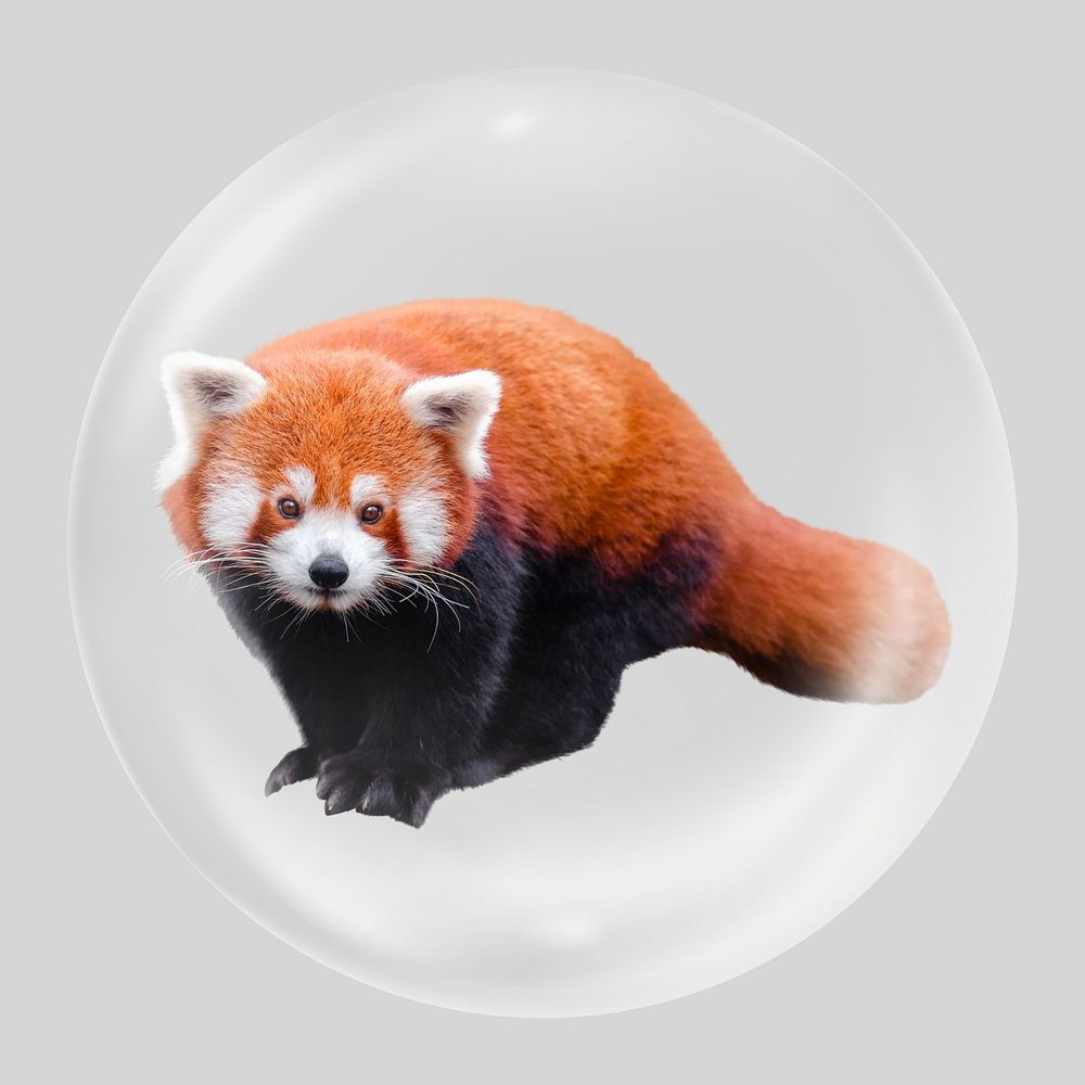 Red panda bubble, animal clipart