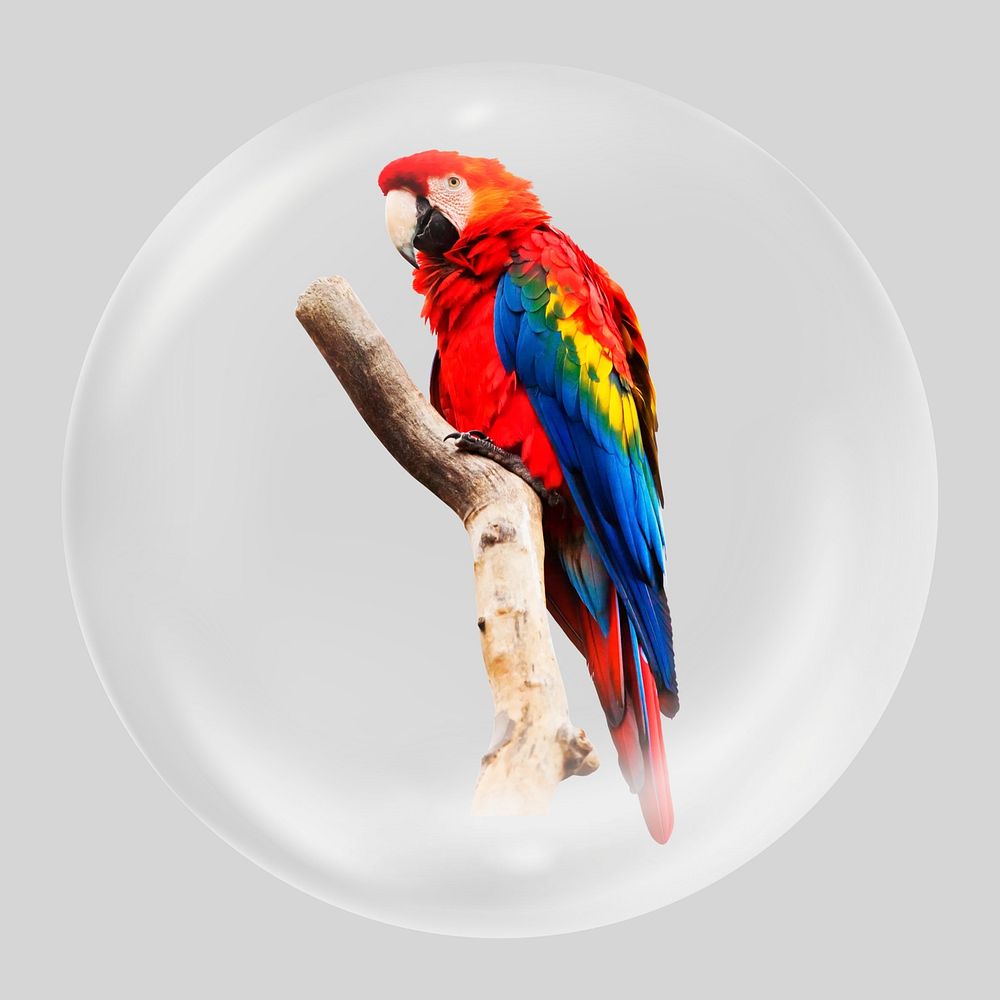Macaw parrot bubble element, bird clipart