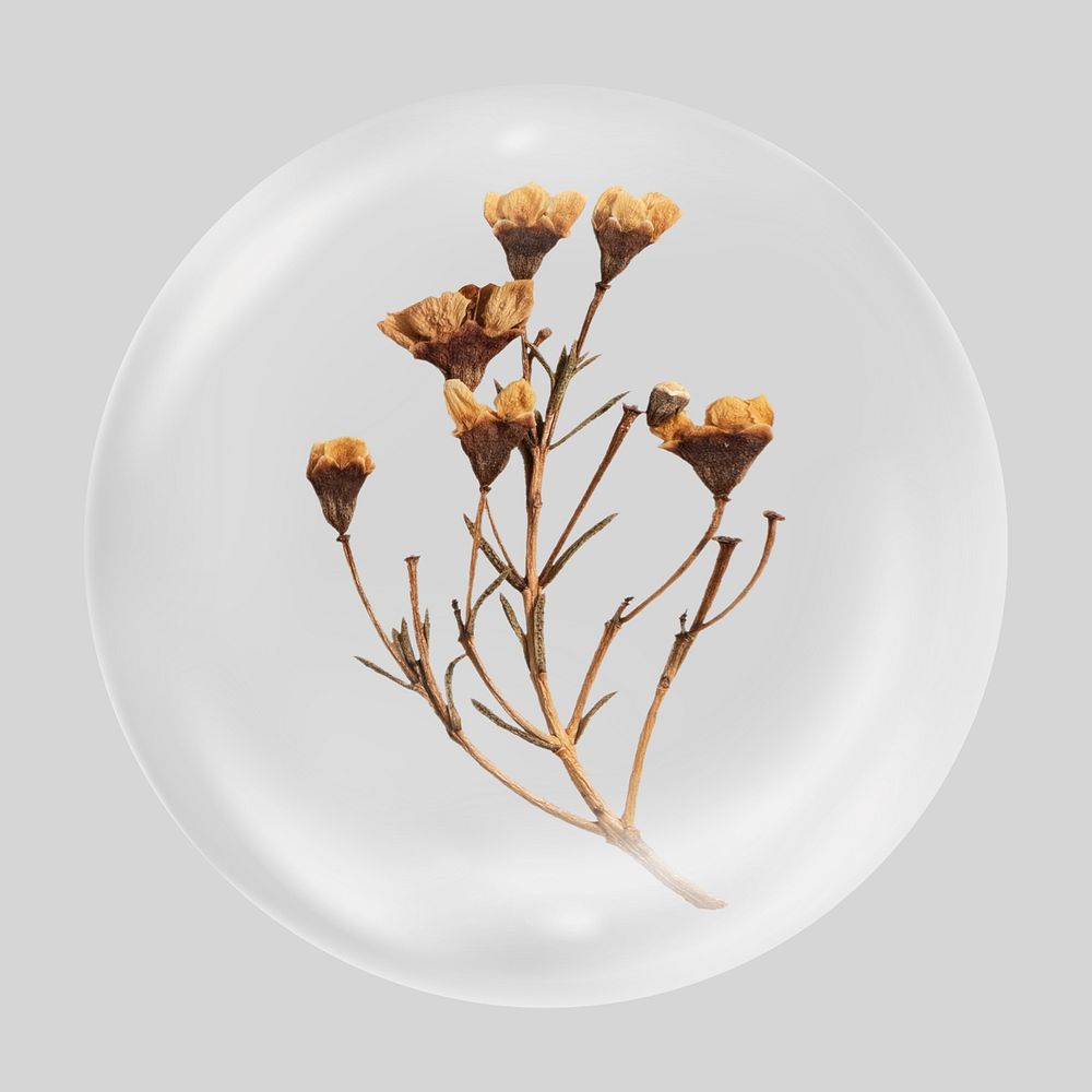 Dried vintage flower clear bubble element design