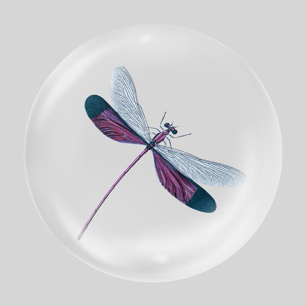 Purple dragonfly illustration clear bubble element design