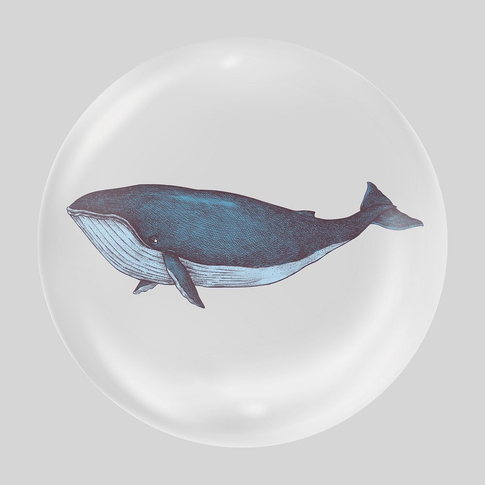 Blue whale illustration clear bubble element design
