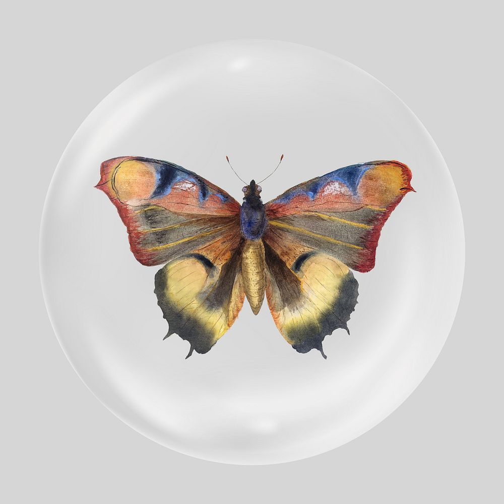 Watercolor butterfly clear bubble element design