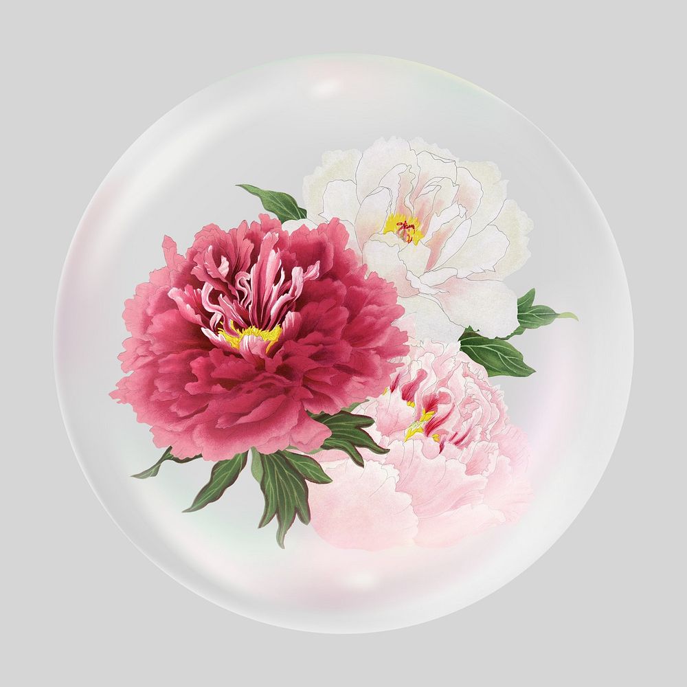 Peonies bubble effect collage element