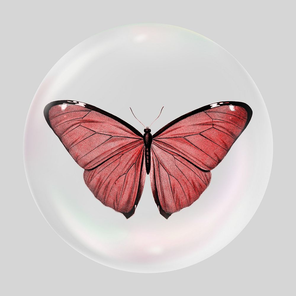 Red butterfly bubble effect collage element